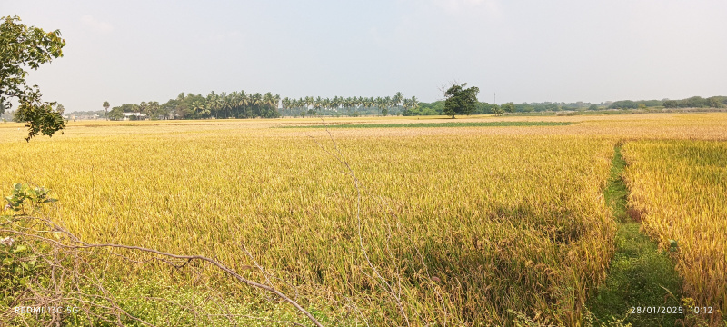  Agricultural Land 35000 Cent for Sale in Poondi, Thiruvallur
