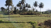  Agricultural Land for Sale in Srirangapatnam, Mysore