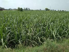  Agricultural Land for Sale in Meerut Highway ( Kabraut), Shamli, Shamli