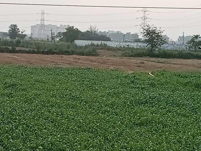  Agricultural Land 1 Acre for Sale in Jatusana, Rewari