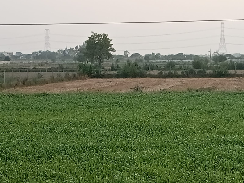  Agricultural Land 1 Acre for Sale in Jatusana, Rewari