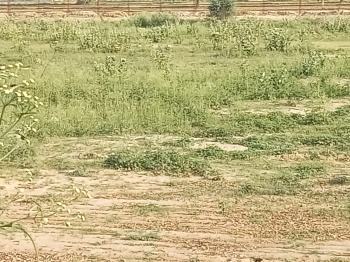  Agricultural Land for Sale in Jatusana, Rewari