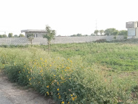 Agricultural Land for Sale in Bawal, Rewari