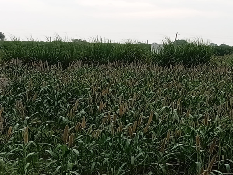  Agricultural Land 6 Acre for Sale in Sohna, Gurgaon