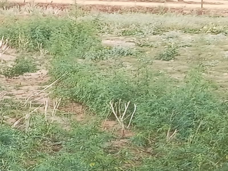  Agricultural Land 12 Acre for Sale in Kharkhoda, Sonipat