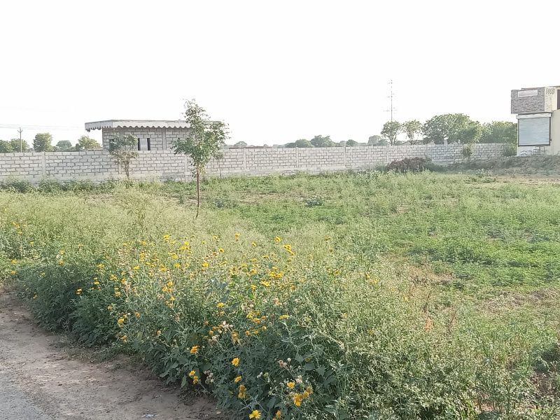  Agricultural Land 12 Acre for Sale in Kharkhoda, Sonipat