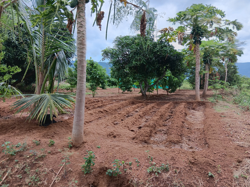  Agricultural Land 3 Acre for Sale in Gudalur, Theni