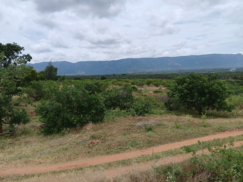  Agricultural Land 3 Acre for Sale in Gudalur, Theni