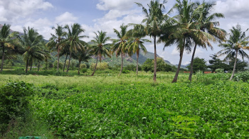  Agricultural Land for Sale in Kadamalaikundru, Theni