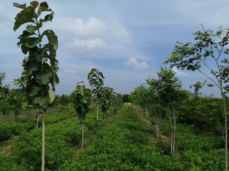  Agricultural Land 10000 Sq.ft. for Sale in Acharapakkam, Chengalpattu