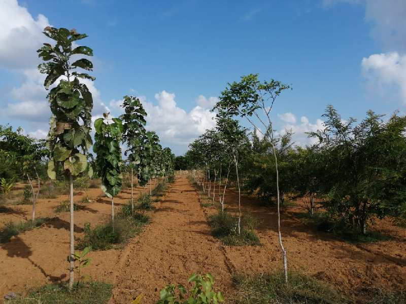  Agricultural Land 10000 Sq.ft. for Sale in Acharapakkam, Chengalpattu