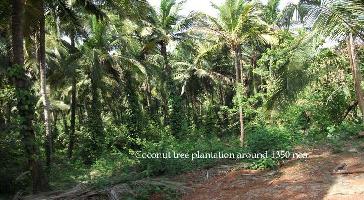  Agricultural Land for Sale in Margao, Goa