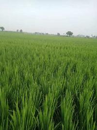  Agricultural Land for Sale in Ponnur, Guntur