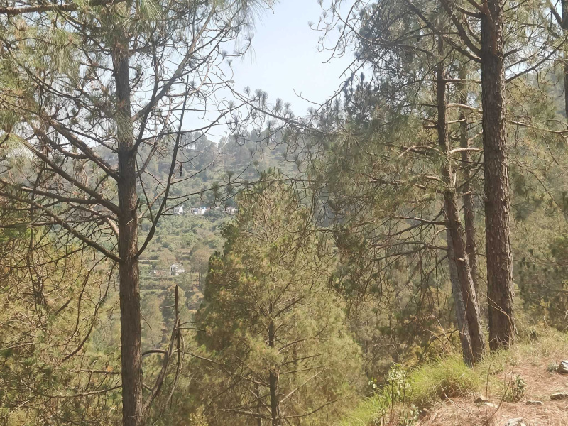 Manila, Almora photo 4