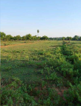  Agricultural Land for Sale in Vasudevanallur, Tirunelveli