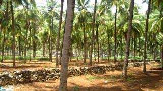  Agricultural Land for Sale in Thuckalay, Kanyakumari