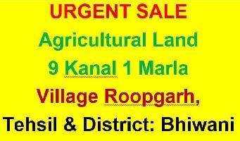  Agricultural Land for Sale in Dadri, Bhiwani