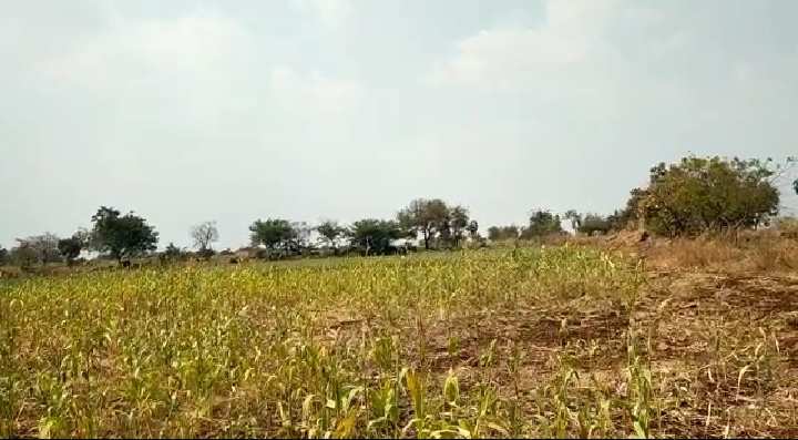  Agricultural Land 23 Acre for Sale in Chincholi, Gulbarga