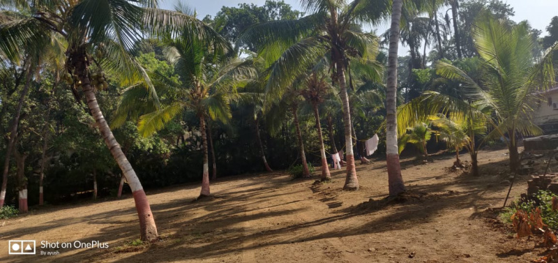  Commercial Land 2 Acre for Sale in Nagaon, Alibag, Raigad