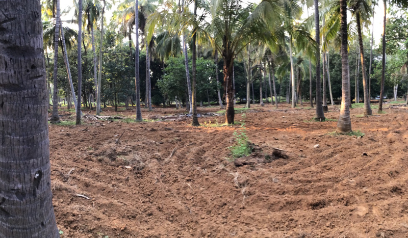  Agricultural Land 150 Cent for Sale in Rajapalayam, Virudhunagar