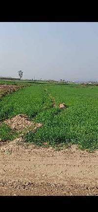 Agricultural Land for Sale in Doiwala, Dehradun