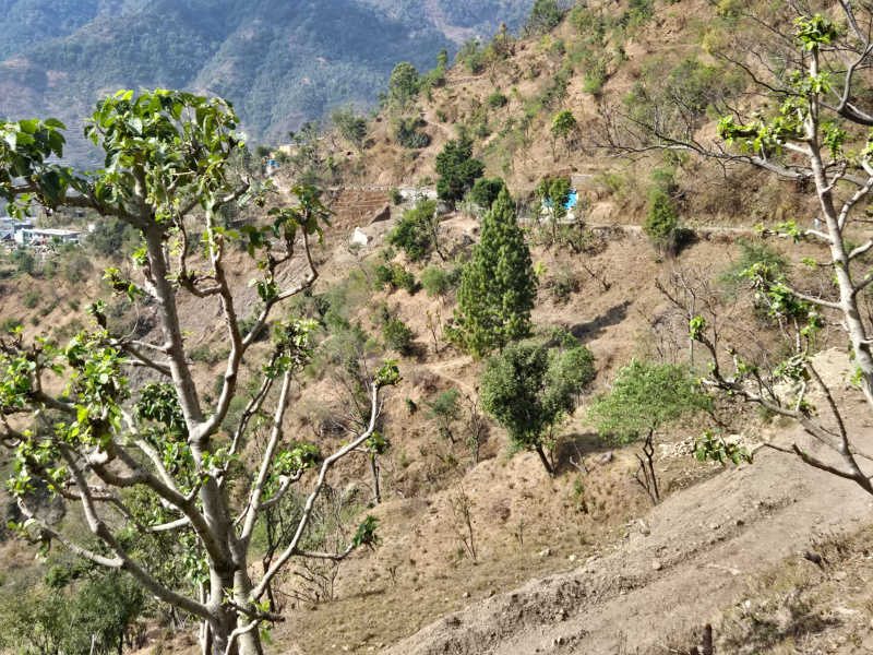  1200 Sq. Yards Agricultural/Farm Land for Sale in Narendra Nagar, Rishikesh