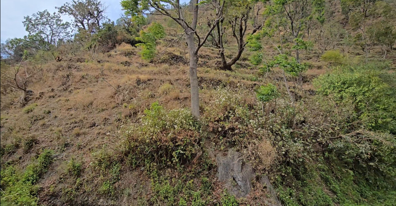  2400 Sq. Yards Agricultural/Farm Land for Sale in Narendra Nagar, Rishikesh