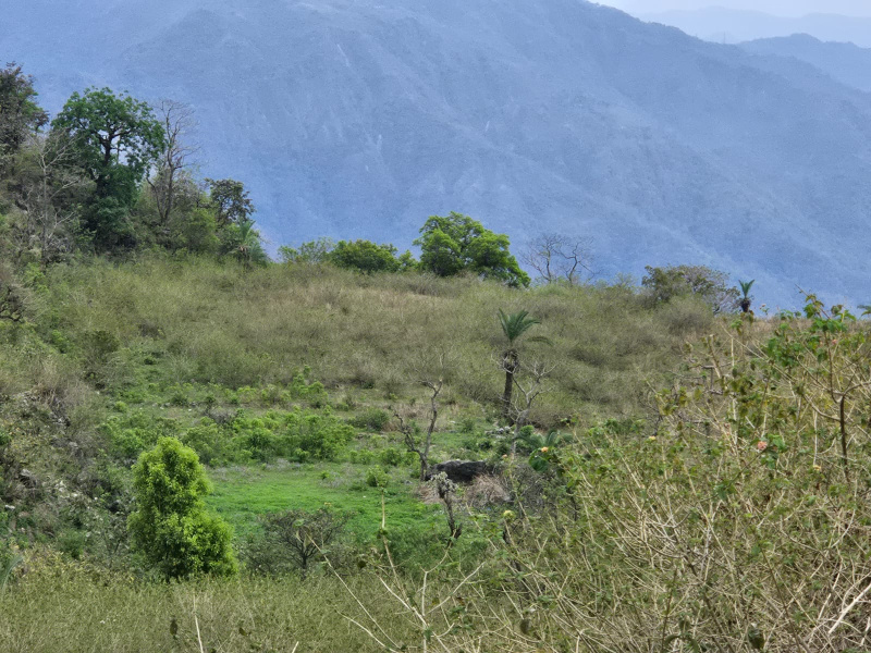  1 Acre Agricultural/Farm Land for Sale in Narendra, Tehri Garhwal