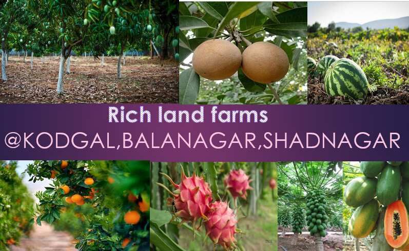  Agricultural Land 3388 Sq. Yards for Sale in Shadnagar, Hyderabad