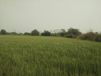  Agricultural Land for Sale in Bhiwapur, Nagpur