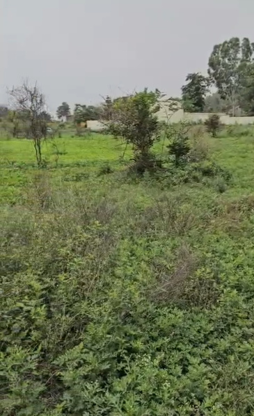 Pinjore, Panchkula photo 2