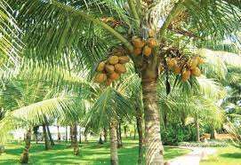1 RK Farm House 34 Acre for Sale in Udumalaipettai, Tirupur