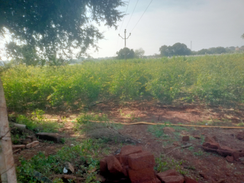  10 Acre Agricultural/Farm Land for Sale in Kodangal, Vikarabad