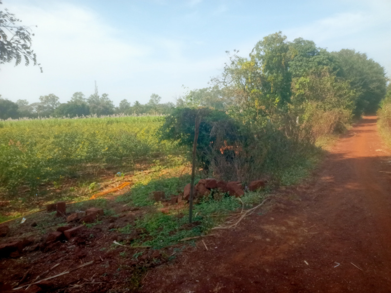  10 Acre Agricultural/Farm Land for Sale in Kodangal, Vikarabad