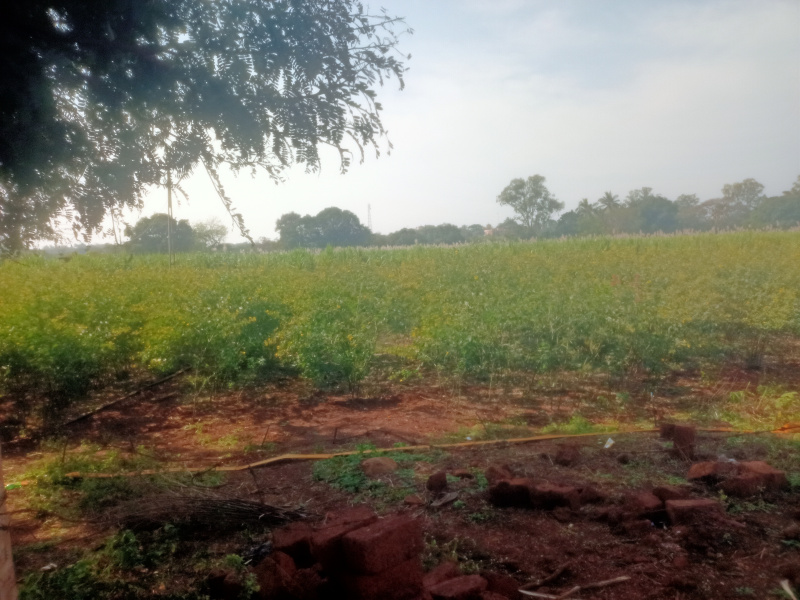  10 Acre Agricultural/Farm Land for Sale in Kodangal, Vikarabad