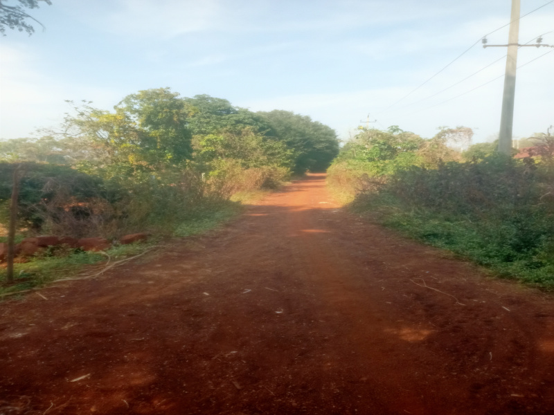  10 Acre Agricultural/Farm Land for Sale in Kodangal, Vikarabad