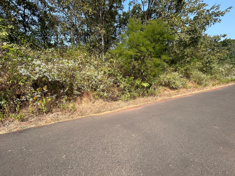  6 Acre Agricultural/Farm Land for Sale in Kankavli, Sindhudurg