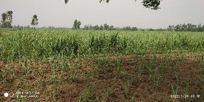  Agricultural Land for Sale in Seohara, Bijnor