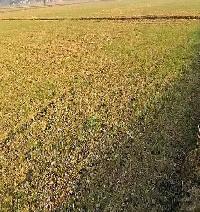  Agricultural Land for Sale in Barsana, Mathura