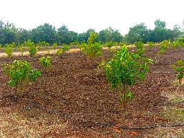  Agricultural Land for Sale in Acharapakkam, Chengalpattu