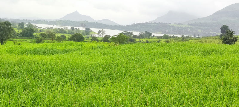  Agricultural Land 8 Acre for Sale in Igatpuri, Nashik