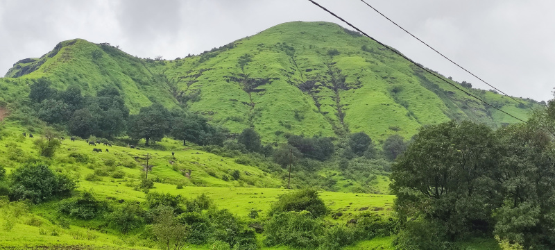  Agricultural Land 8 Acre for Sale in Igatpuri, Nashik