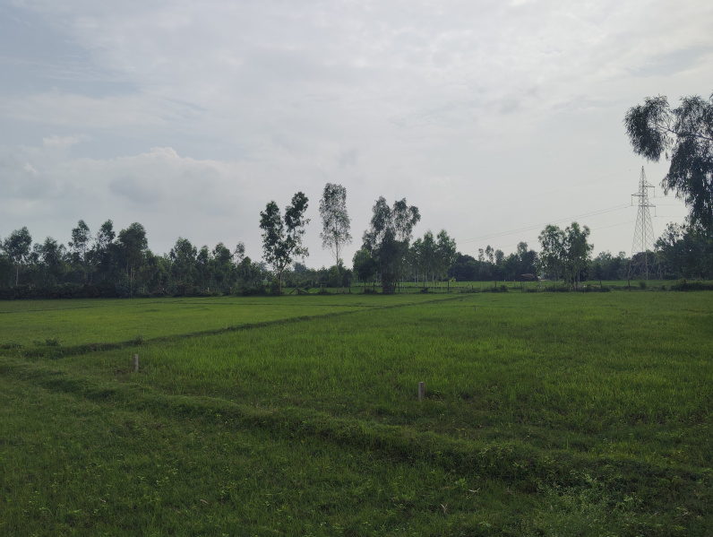  Agricultural Land 5 Bigha for Sale in Behat, Saharanpur