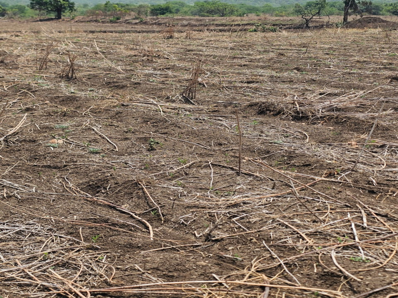  Agricultural Land 40 Acre for Sale in Chincholi, Gulbarga