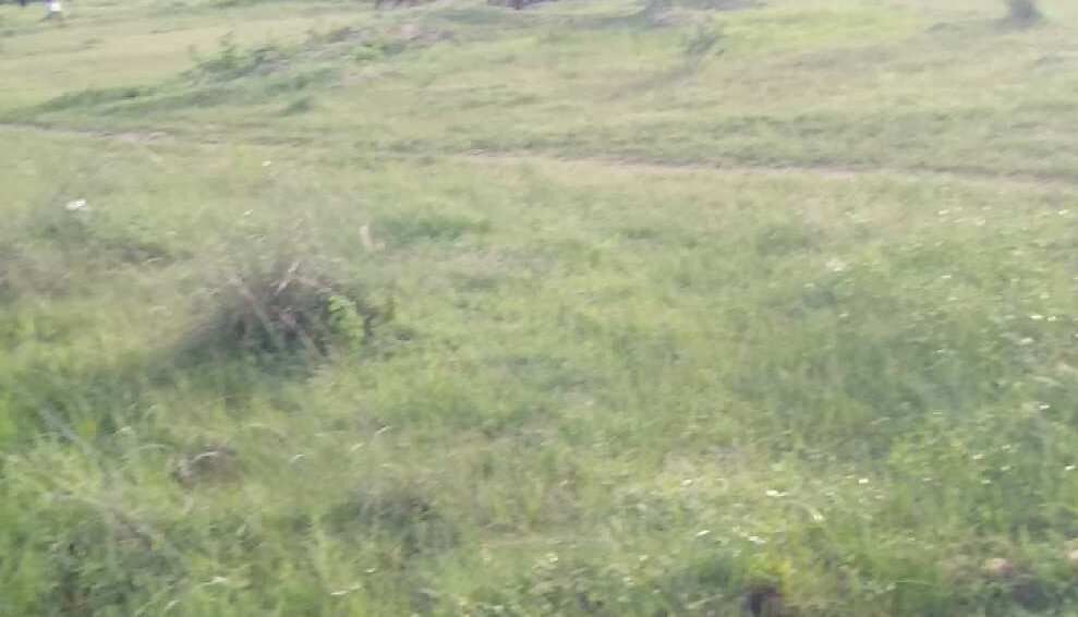  Agricultural Land 35 Acre for Sale in Mahabubnagar, Hyderabad