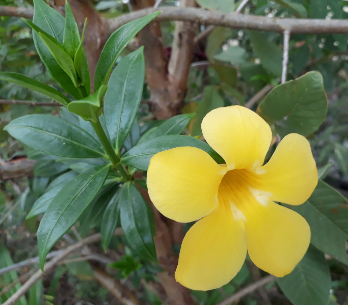  2700 Sq. Meter Agricultural/Farm Land for Sale in Vansda, Navsari