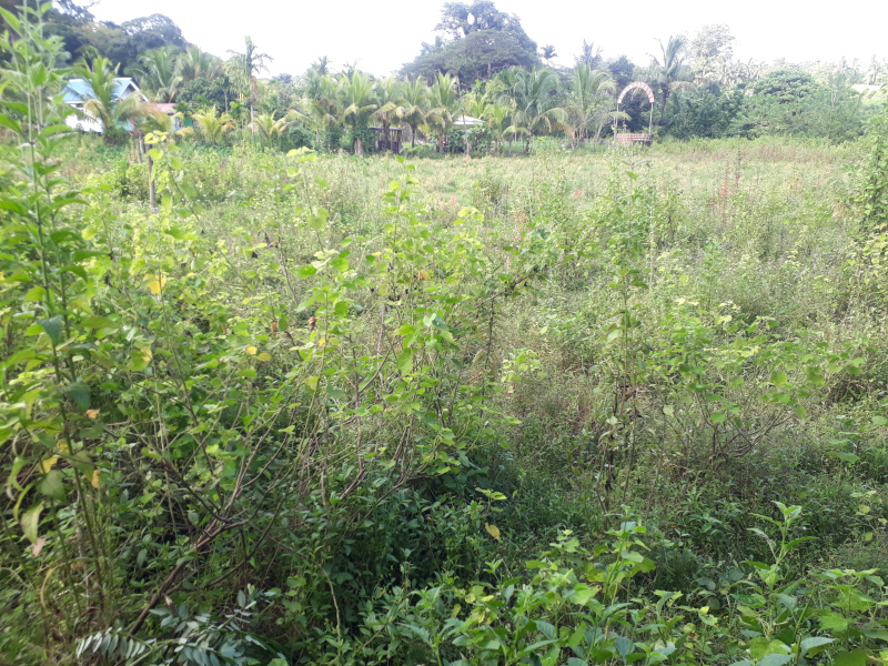  1150 Sq. Meter Agricultural/Farm Land for Sale in Ferrargunj, Andaman
