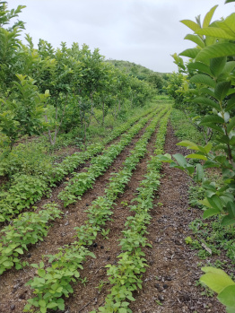  Agricultural Land for Sale in Shekta, Aurangabad