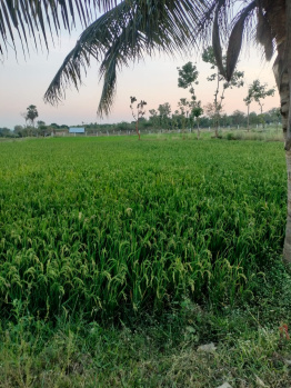  Agricultural Land for Sale in Tiruttani, Thiruvallur