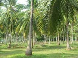  Agricultural Land 50 Acre for Sale in Sulur, Coimbatore